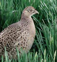bird