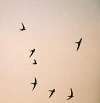 bird