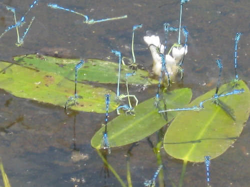 damselfly summer 2008 damselfly summer 2008