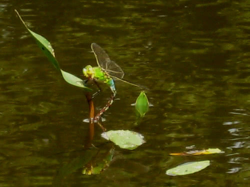 dragonfly summer 2008 dragonfly summer 2008